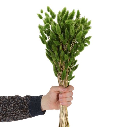 gjenstander Tørket Lagurus (Harehalegress) 65–70 cm 100 g