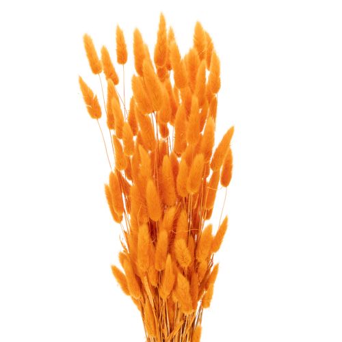 Lagurus-bunke med fløyelsgress, tørket, 70 cm, 100 g