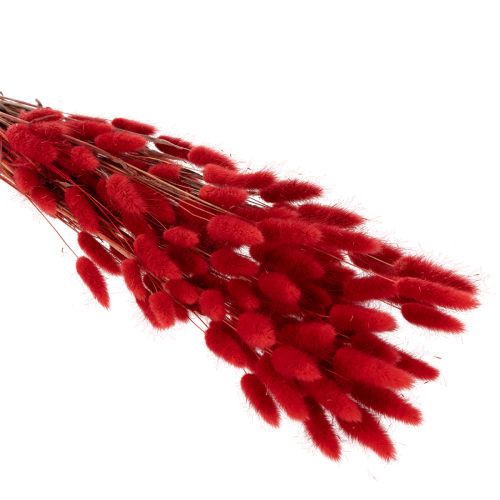 Tørket Lagurus-bukett, tørket blomsterdekorasjon, 70 cm, 100 g | Floristik24.no