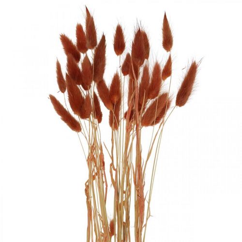 Floristik24 Tørt gress rustrødt, naturlig dekorasjon, lagurus, tørrblomster L45–50cm 30p
