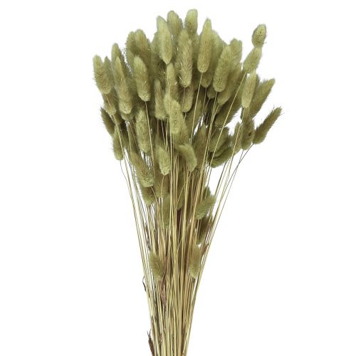 gjenstander Lagurus Tørket kaninhale gress Oliven 65-70cm 100g