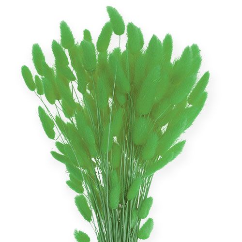 gjenstander Dekorativ gress Eplegrønn Lagurus 100gr
