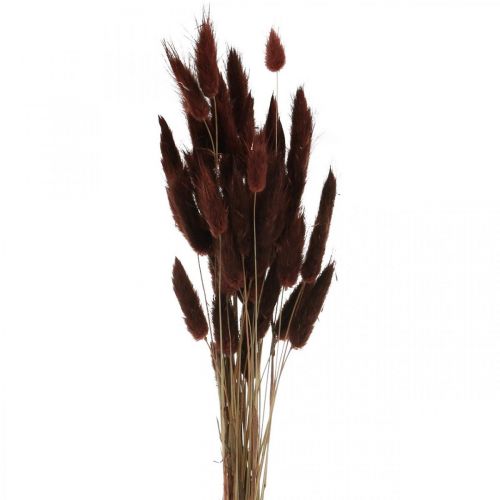 gjenstander Tørr blomsterdekor, dekorativt gress, Lagurus Brown L35–50cm 25g