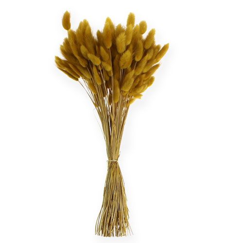 Floristik24 Dekorativ gress gyllen gul Lagurus 100gr