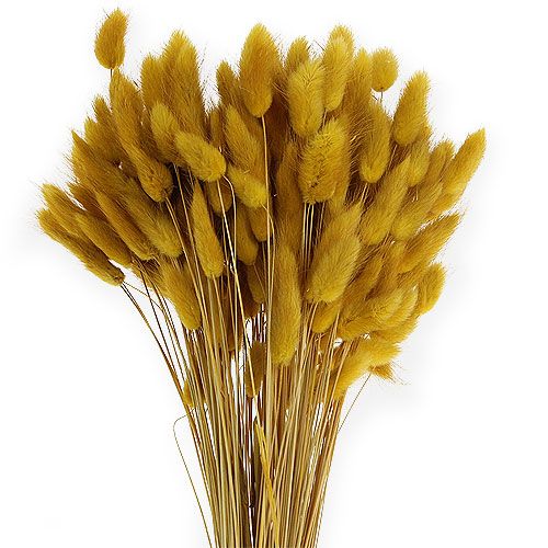 gjenstander Dekorativ gress gyllen gul Lagurus 100gr