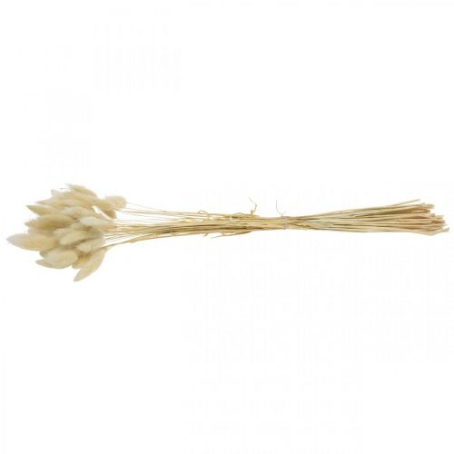 Floristik24 Dekorgress, bleket søtt gress, Lagurus ovatus, fløyelsgress L40–55cm 25g