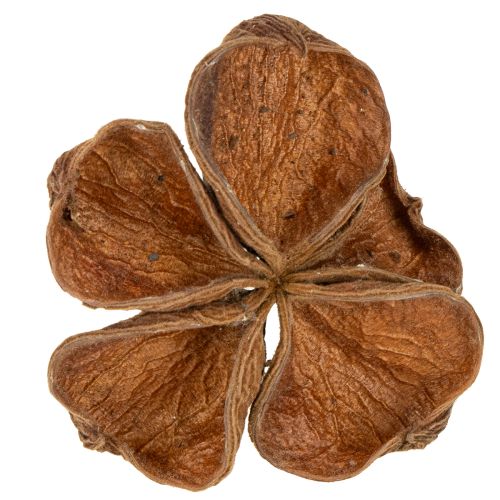 Floristik24 Landlotus Natur 50 stk