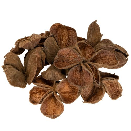 Floristik24 Landlotus Natur 50 stk