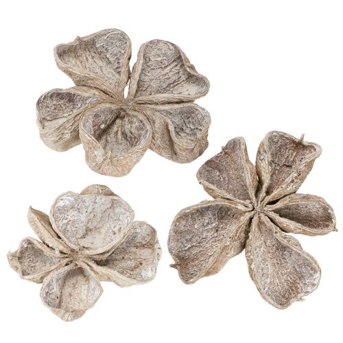 Floristik24 Landlotus Hvitvasket 6-12 cm 50 stk