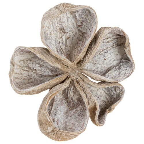 Floristik24 Landlotus Hvitvasket 6-12 cm 50 stk