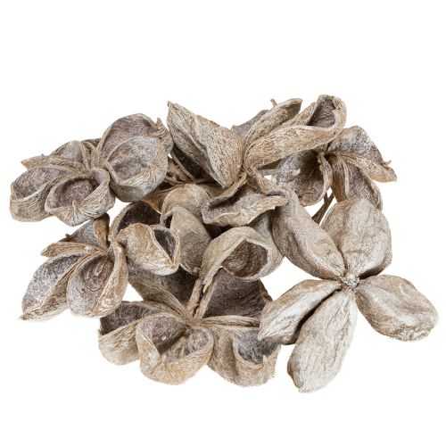 Floristik24 Landlotus Hvitvasket 6-12 cm 50 stk