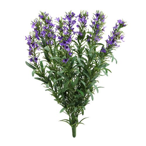 Lavendel busk 35cm