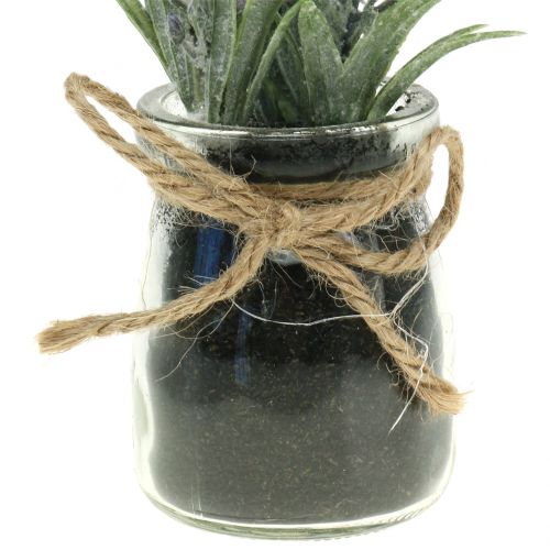 Floristik24 Lavendel i krukke H15cm