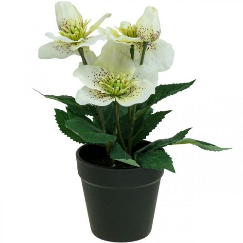 gjenstander Fastelavnsrose Hellebore Julerosepotte kunstige blomster H25cm hvit
