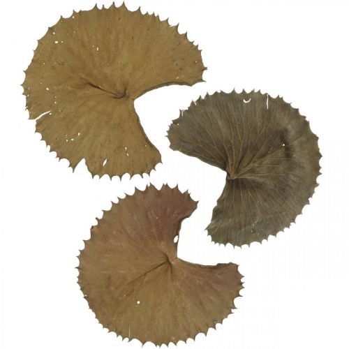 gjenstander Lotusblader tørket naturlig tørr dekorasjon vannliljeblad 50 stk