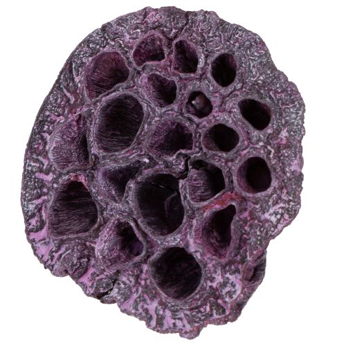 gjenstander Lotus kapsler, tørr blomster, lotus pære rosa, vasket hvit 50 stk.