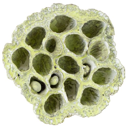 gjenstander Lotus kolbeblanding grønn vasket Ø6cm - 10cm 50 stk