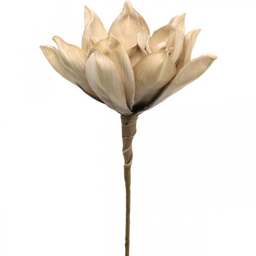 Floristik24 Lotusblomst, dekorasjon av lotusblomst, kunstig plante beige L66cm