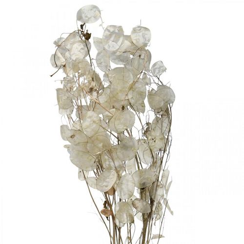 Floristik24 Lunaria tørkede blomster månefiolett sølvblad tørket 60-80cm 30g