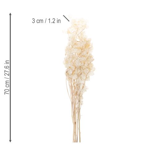 gjenstander Lunaria tørkede blomster, månefiolett, sølvblad, tørket, 60-80 cm, 30 g