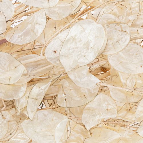 gjenstander Lunaria tørkede blomster, månefiolett, sølvblad, tørket, 60-80 cm, 30 g