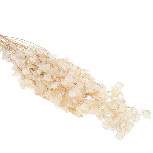 gjenstander Lunaria tørkede blomster, månefiolett, sølvblad, tørket, 60-80 cm, 30 g