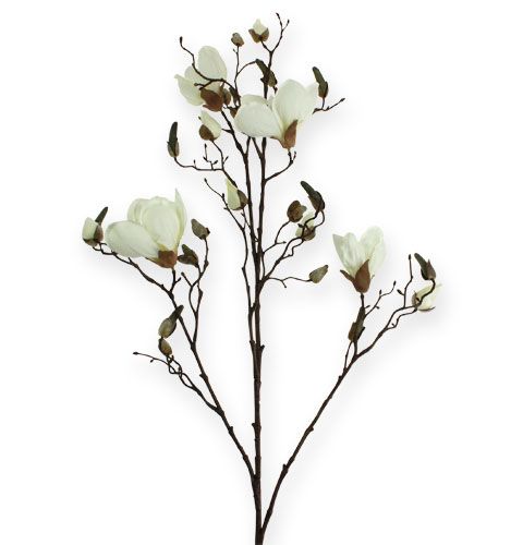 Floristik24 Magnolia gren hvit 110cm