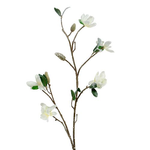 Floristik24 Magnolia gren hvit L 82cm med snø