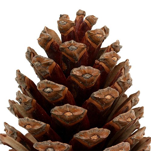 Floristik24 Maritima kjegler 14/18 naturell 25 stk