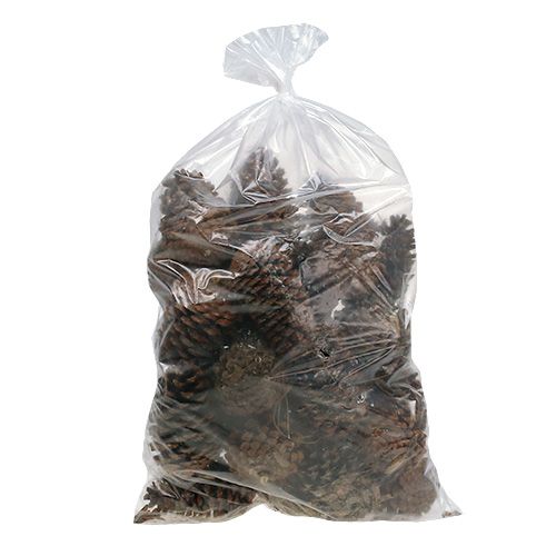 Maritima kjegler 14/18 naturell 25 stk | Floristik24.no