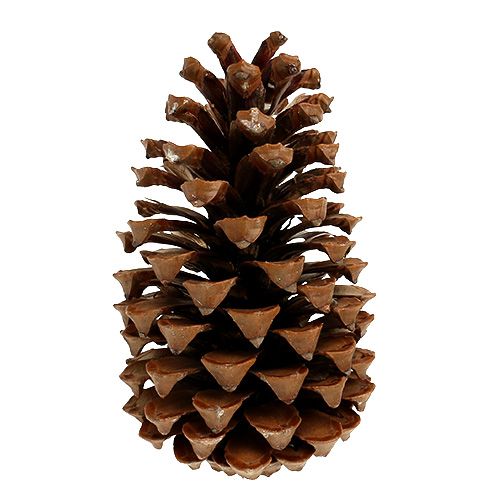 Maritima kjegler 17+ naturlige 25 stk