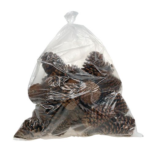 Floristik24 Maritima kjegler 17+ naturlige 25 stk