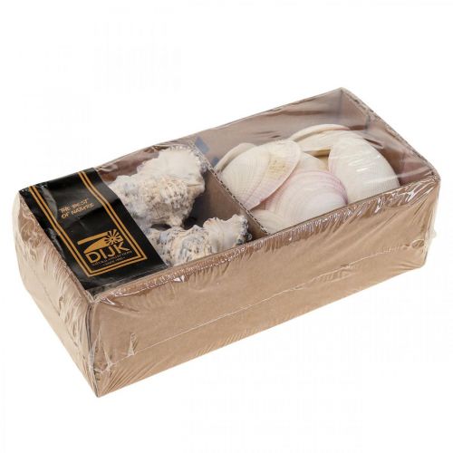 Floristik24 Maritime dekorasjonsskjell Snegleskjell Streudeko 600g