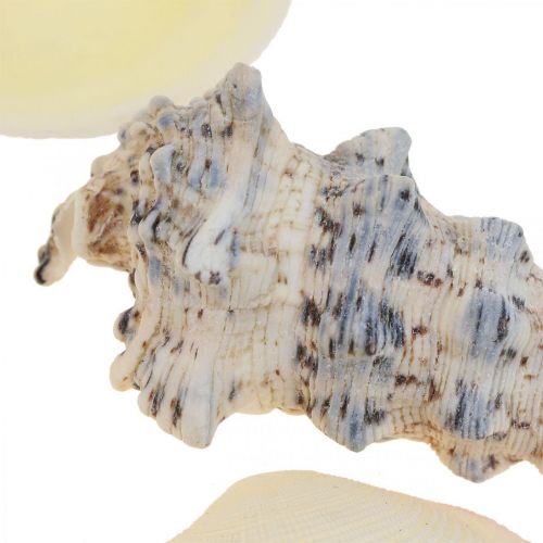 Floristik24 Maritime dekorasjonsskjell Snegleskjell Streudeko 600g