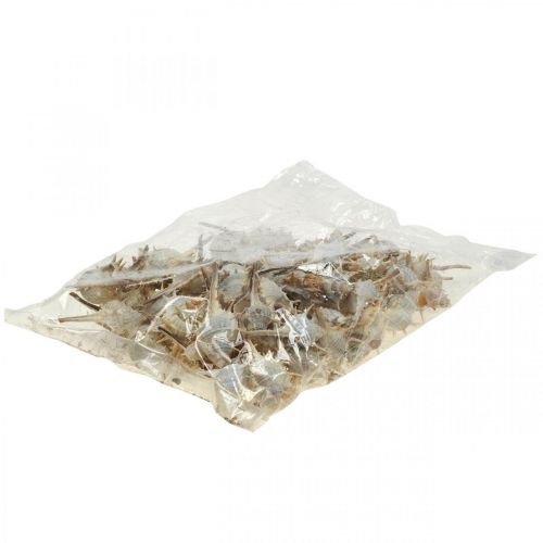 Floristik24 Maritim dekorasjon sneglehus piggsnegl 3-6cm 1kg