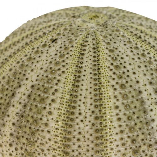 gjenstander Maritime Deco Sea Urchin Deco Green Summer Deco Ø5-6cm 17p