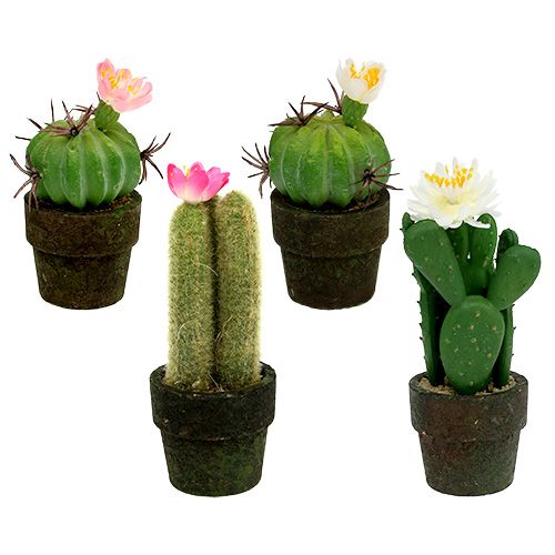 Floristik24 Minikaktus med blomster H9-12cm 4stk