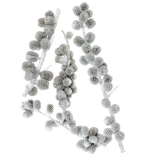 Floristik24 Casuarina-kjegler på en gren hvitgrå vokset 250g