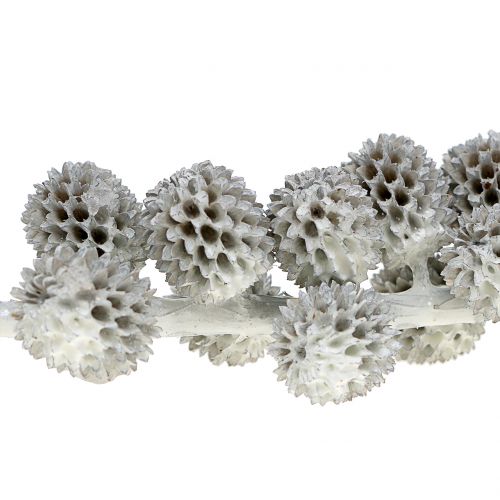 Floristik24 Casuarina-kjegler på en gren hvitgrå vokset 250g