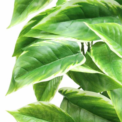 Floristik24 Hvitkantet Funkie kunstgrønn, hvit 100cm