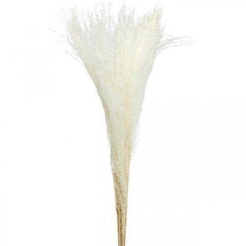 Floristik24 Fjærgressdekor bleket tørt gress Miscanthus 75cm 10 stk