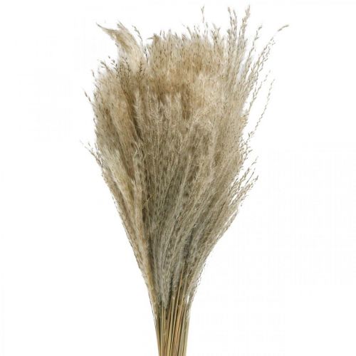 Floristik24 Tørt gress Miscanthus 55-75cm fjærgress natur 100 stk
