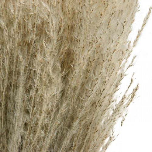 Floristik24 Tørt gress Miscanthus 55-75cm fjærgress natur 100 stk