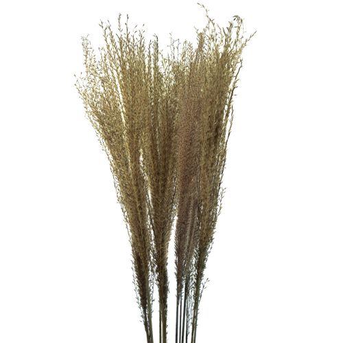 gjenstander Miscanthus kinesisk siv tørt gress tørr dekorasjon 75cm 10stk