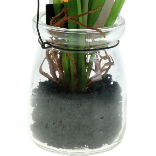 Floristik24 Valmueorange i et glass for oppheng av H22cm