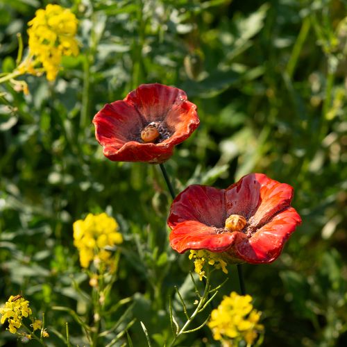 gjenstander Dekorasjonsstaker for valmuer, perfekt dekorativt element for hagen din, 42 cm, 4 stk.