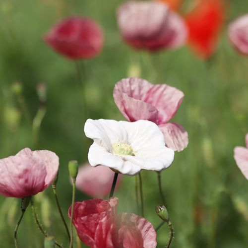 gjenstander Valmueblomststake, keramisk blomst, kjærlig detaljert, for elegante hagedetaljer, 42 cm, 4 stk.