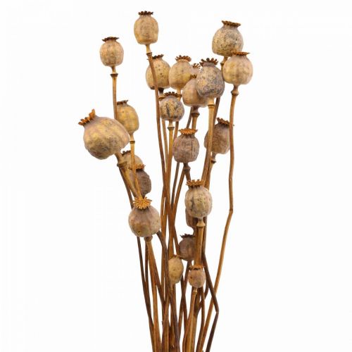 Poppy Capsule Deco Poppy Papaver Orange Tørkede Blomster 70g