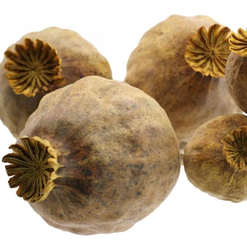 Floristik24 Valmuekapsel store tørkede blomster gul Papaver dekorative valmuer 5 stk