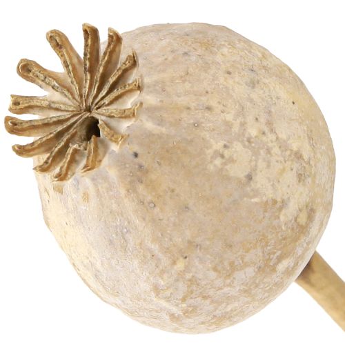 Floristik24 Valmuekapsler tørkede naturlige tørkede blomster 55 cm 10 stk